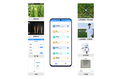 日喀则市小麦表型测量仪IN-XM05
